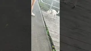 Пёсик 
