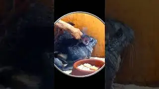 #Shorts Шиншиллы. Смешные Милые Шиншиллы. Милота Видео с Шиншиллами. Шортс Видео Shorts Животные