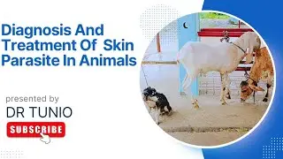 Treatment of external parasite and foot wound in animals