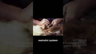 Using A Sheep Shearing Machine is a Master Technique