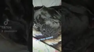 Кане Корсо храпит 