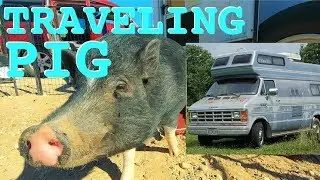 Kevin The Pig, GoGrannieJo, & Trailer Light Install