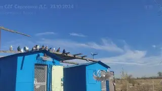Голуби СВГ Сергиенко Д.С.  23.10.2024