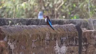 Common kingfisher call