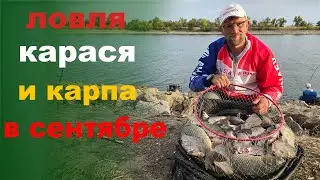 караси и сазаны в сентябре