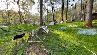 Rabbity update, 3 housing styles including pastured