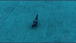 Trippy PIGEON UNDERWATER ? and trees video art experiment : ASMR
