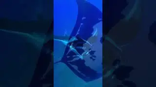Top 10 Amazing Facts About Manta Rays for Kids! Educational Video #mantarays #seacreatures