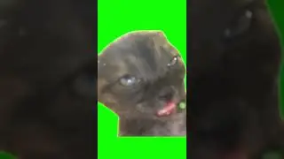 сонный кот футаж
