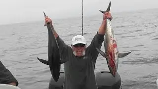 Yellowfin Tuna Bloody Decks The Reel Brothers Presents
