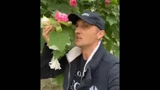 УДИВИТЕЛЬНОЕ ДЕРЕВО #Shorts