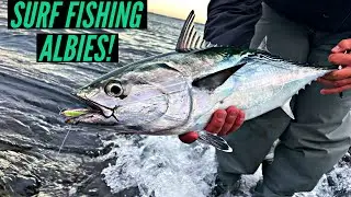 Albies! Sunrise Rhode Island False Albacore Surf Fishing!