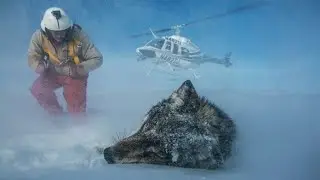 Hunting With the Dark Wolf | Wild Yellowstone