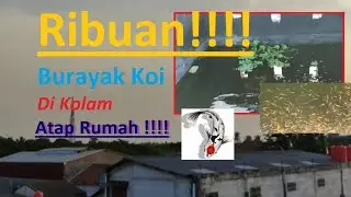 Breeding Di Kolam Rumah!!! Anakan Koi Besar di Pisahkan!!!