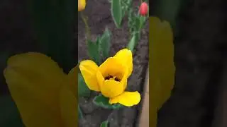 Сибирь. Цветут тюльпаны