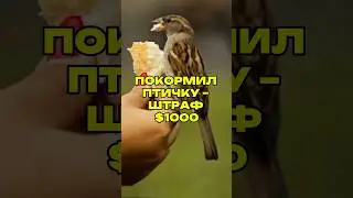 Покормил птичку – штраф $1000