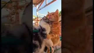 Relaxing video and music