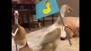 Conquers Duck - #shorts