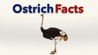Ostrich Facts