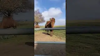 Верблюд 🐪
