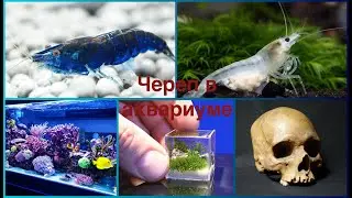 Вот и кревятник))о котором я задумывался))///миф///
