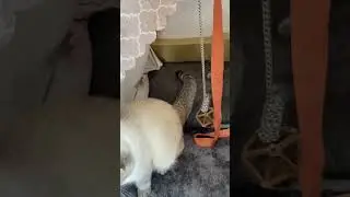Лёлик готовится к лету ☀️😎
