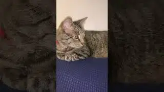 How to get a cat’s attention 