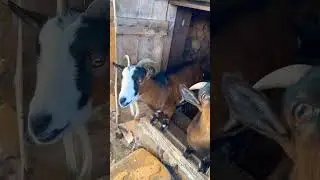 Olivas de Gramado no Rio Grande do Sul