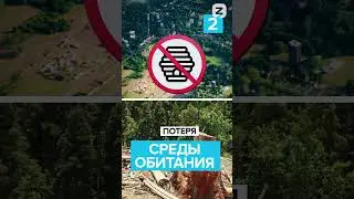 Почему исчезают пчелы? #shorts