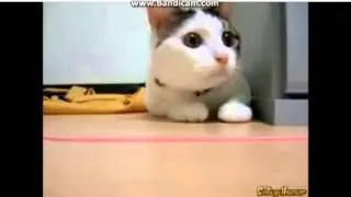 чисто поржать (котэ)