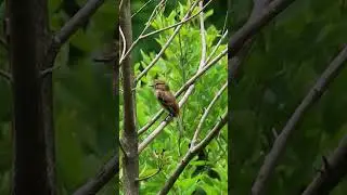 FILIPE / BRAN-COLORED FLYCATCHER (Myiophobus fasciatus) 