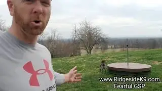 Fearful German Short Hair Pointer (GSP)