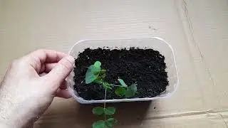 🍓 Три варианта использования лотков из-под клубники