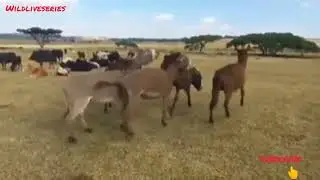 WILDLIFE // Male fighting disable Donkey for mating // Zebras vs Donkey breed