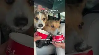 Corgis are very demure, very mindful when eating pup cups