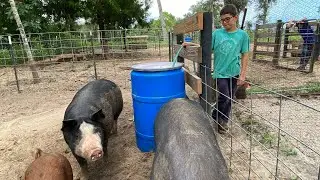 Upgrading our pig watering system, feeder pigs destroyed my camera rig