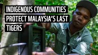 Indigenous Guardians of Malaysia’s Tigers | WWF-Australia