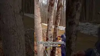 Sappin’ Season | Tappin’ the Maple Trees | Maple Syrup #maplesyrup #countrylivin #newhampshire #diy