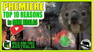 Your Top 10 Reasons to SAVE KOALAS   |   PREMIERE Australia all over