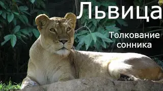 Львица - толкование сонника