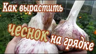 Все для дома➤Как вырастить чеснок на грядке➤Это полезно знать