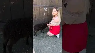 Petting and cuddling cute animals in Norway #dutchgirl #norway #animals #animallover