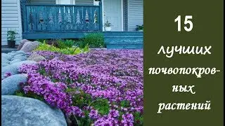 ❀ 15 лучших почвопокровных растений