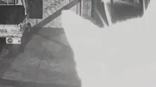 gato