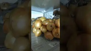 Как сохранить лук?! Как Я храню лук?! Как сохранить урожай?