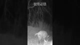 Porc senglar/Jabalí/Wild boar. Wildlife. Fototrampeo.