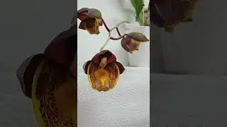 Catasetum Gercherd Leiste. Первое цветение)))