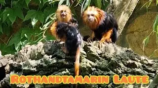 Rothand Tamarin Laute #tierlaute #lovenature #natursounds