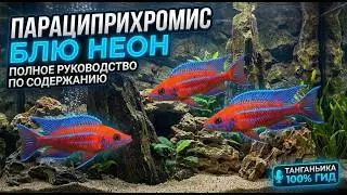 Знакомство с Paracyprichromis nigripinnis «Blue Neon»