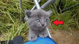 A small stray kitten crawled up to a man fishing on the shore of the lake and began to meow...